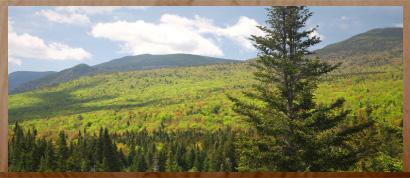 Trees in NH