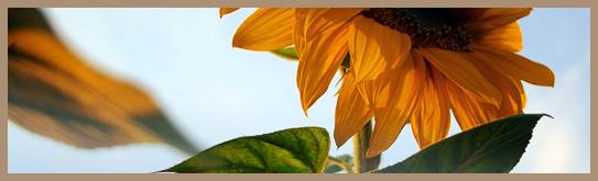 A Sunflower in the New Hampshire Sun